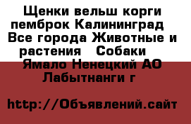 Щенки вельш корги пемброк Калининград - Все города Животные и растения » Собаки   . Ямало-Ненецкий АО,Лабытнанги г.